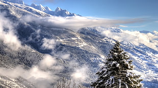 pine tree covered with snow, mountains, winter, snow, trees