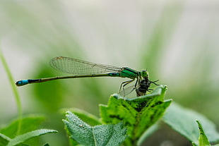 green dragonfly on green leaf, damselfly