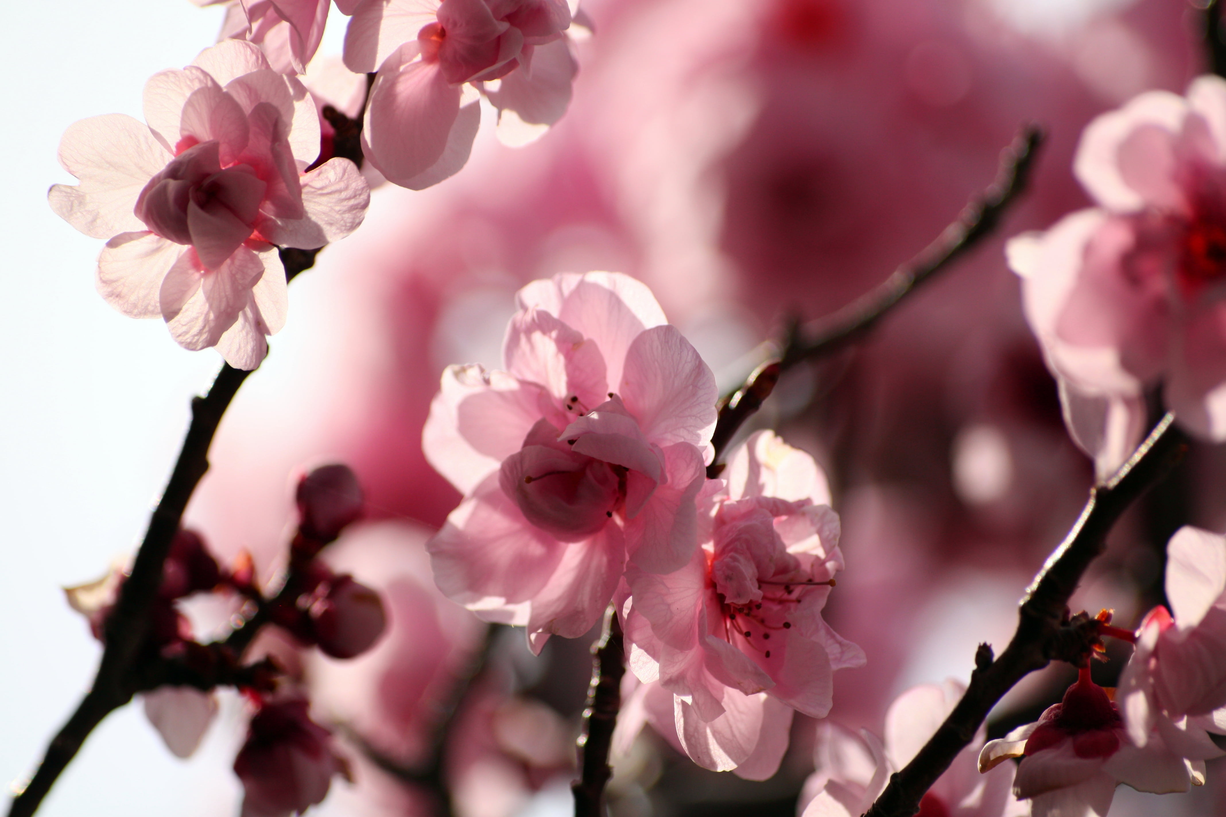 selective focus photography of pink petaled flower with stem