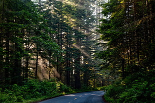 photography of gray concrete road beside green trees HD wallpaper