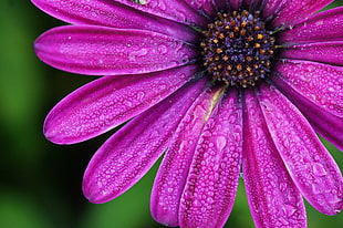 closeup-photography of purple petaled flower with water dews, bornholm HD wallpaper