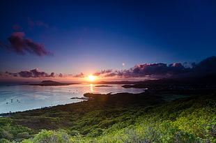 landscape photo of a green forest near shoreline