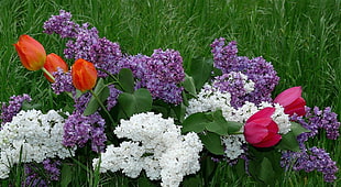 purple and white Hydrangeas and pink and orange Tulips HD wallpaper