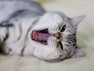 black and white tabby cat