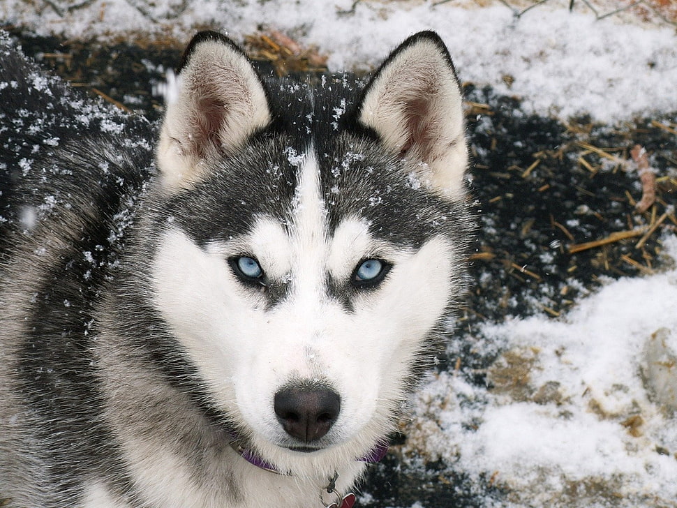 black and white Siberian Husky dog, Siberian Husky , dog HD wallpaper