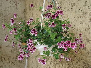 white vase hang at wall with purple Geranium flower HD wallpaper