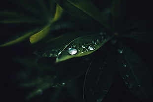 close-up photography of water drops on green leaf plants