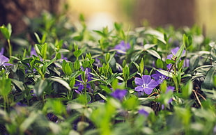 purple and green petaled flowers, plants, macro, purple flowers