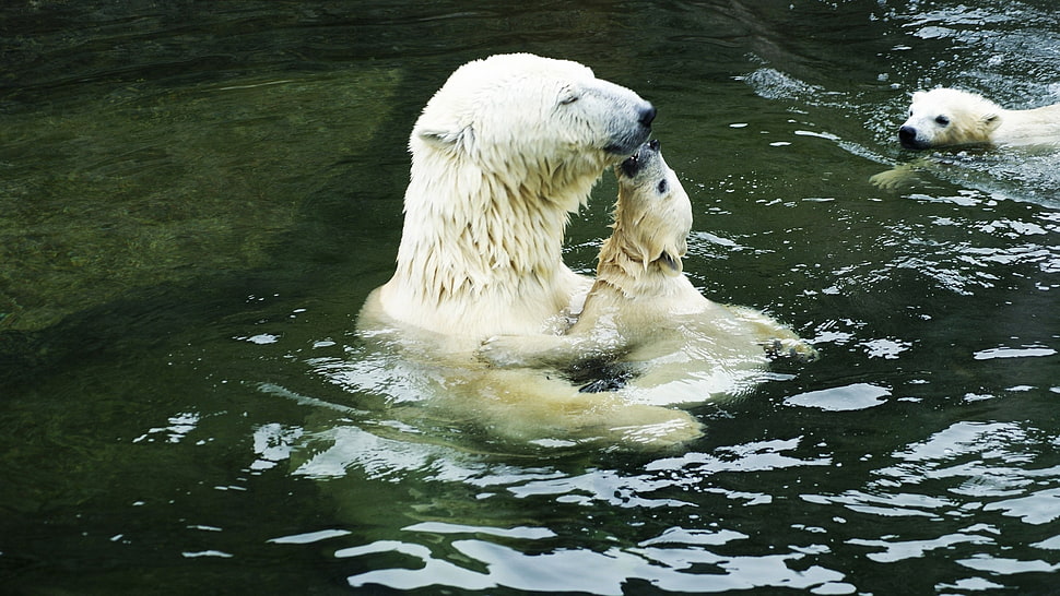 two white Polar Bear playing at the body of water HD wallpaper