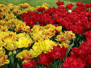 yellow and red Tulip field at daytime HD wallpaper