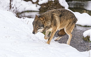 brown wolf, animals, nature, wolf, snow HD wallpaper