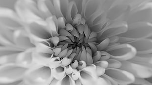 micro photography of white Chrysanthemum flower HD wallpaper