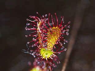 macro photography of green and red flower