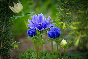 blue and white flowers HD wallpaper