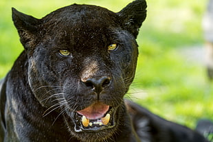 black panther, Jaguar, Predator, Big cat HD wallpaper