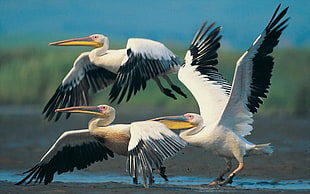 Pelicans,  Flying,  Wings,  Flap HD wallpaper
