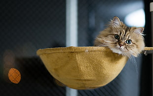 brown tabby cat resting on basket, kittens, cat, animals, hammocks HD wallpaper