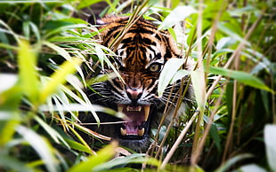 tiger, nature, animals, tiger, depth of field