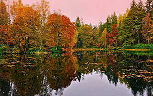 trees behind calm body of water HD wallpaper