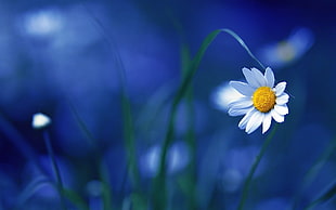 selective focus photography of white daisy flower