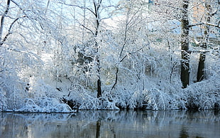 tree covered with snow