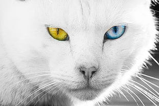 white cat, cat, animals, heterochromia HD wallpaper