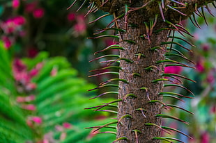 shallow focus photography of green plants