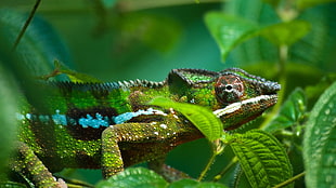 tilt shift lens photography of reptile