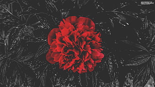 red flower, red flowers, nature, shadow, selective coloring HD wallpaper