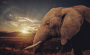 gray elephant, animals, elephant HD wallpaper