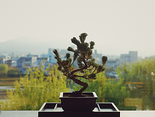 green bonsai tree, Bonsai, Flower pot, Flower HD wallpaper
