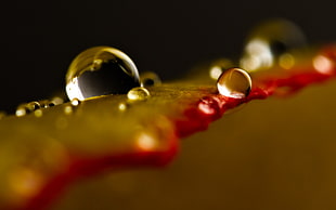 water dew, water, water drops, minimalism, macro