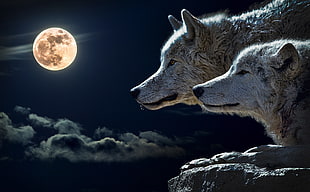 two wolves looking over cliff under full moon HD wallpaper