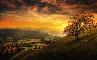 brown trees and green grass field, landscape, trees