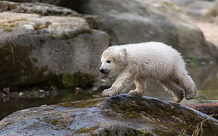 white snow bear