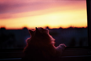 orange tabby cat, window sill, cat, animals, sunset HD wallpaper