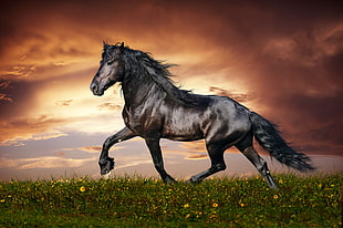 black horse digital wallpaper