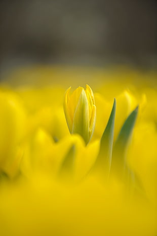 selective focus photography of yellow tulip flower HD wallpaper