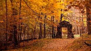 path in between yellow leaved trees