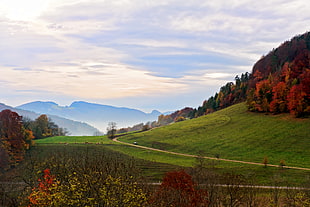 green grass field surrounded with red trees