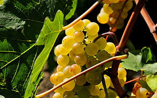 green seedless grapes under sunny sky HD wallpaper