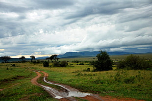 landscape photography of green grass field under cloudy sky