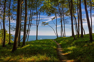 green grass field, forest, path, sea, trees