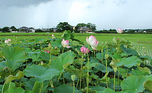 pink petaled flower field