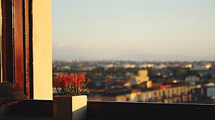 red petaled flower and white ceramic pot, flowerpot, window sill, window