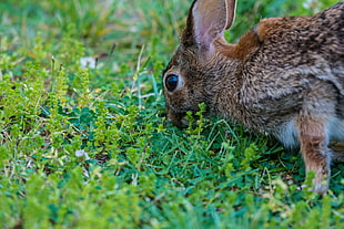 brown and black rabbit