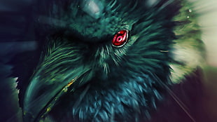 black bird with red eye HD wallpaper