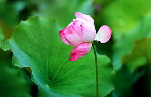 pink flower HD wallpaper