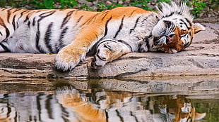 tiger lying on the stone fragment during daytime HD wallpaper