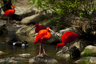 four red birds on stones HD wallpaper